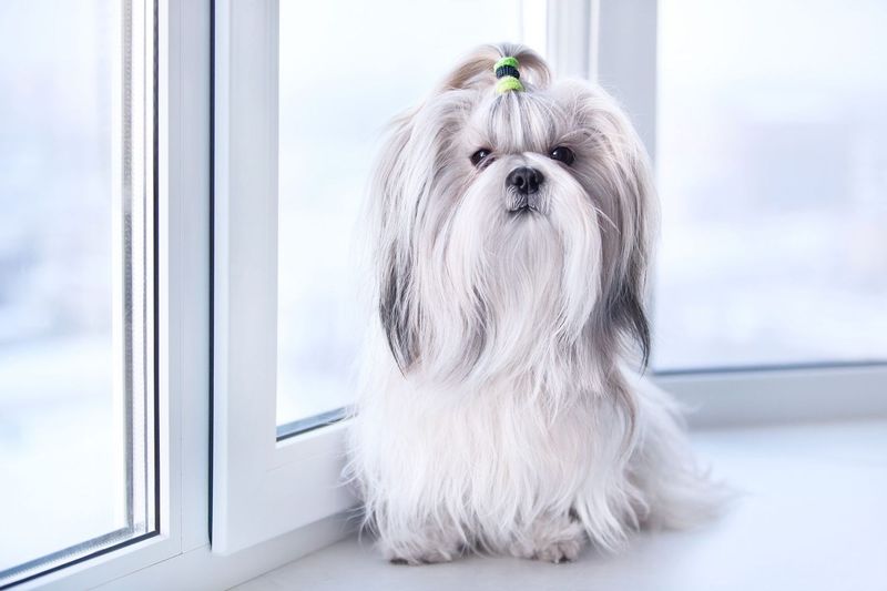 Shih Tzu: The Laid-back Lapdog