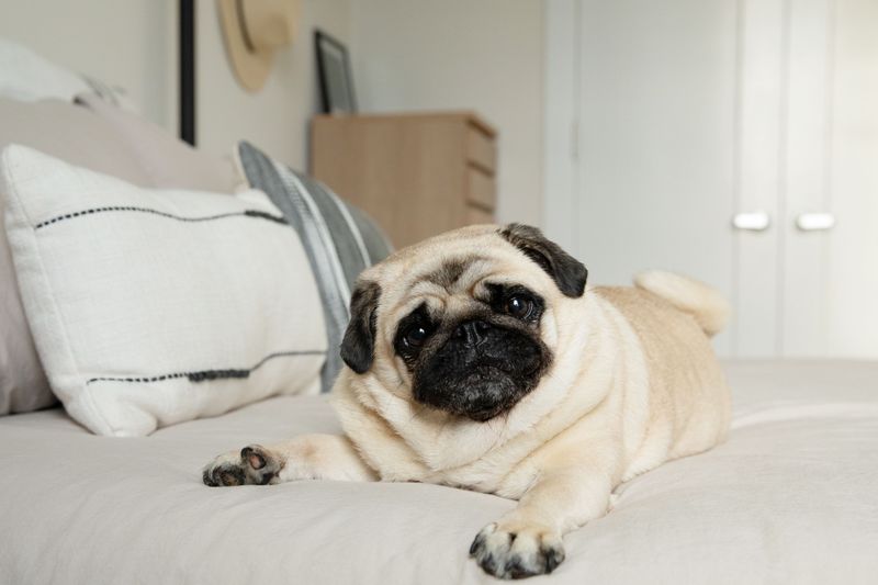 Pug: The Compact Clown