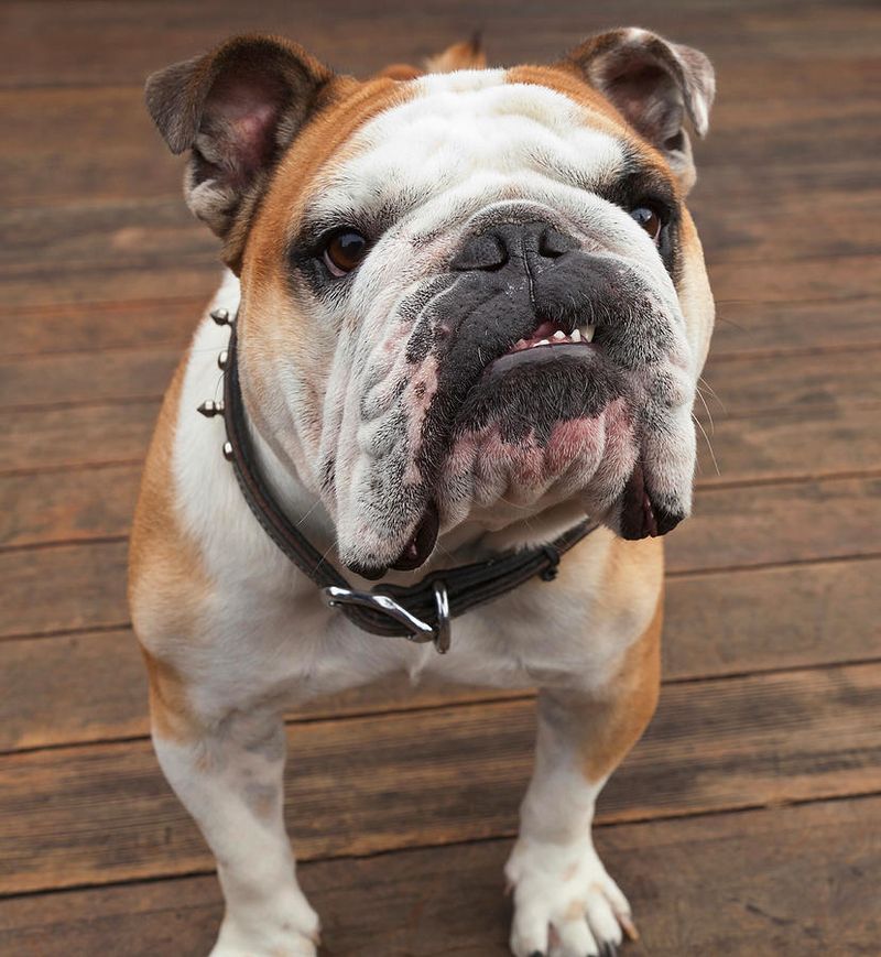Bulldogs: The Unshakeable City Dwellers