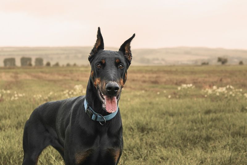 Doberman Pinscher: Desert Guardian With Built-In Cooling