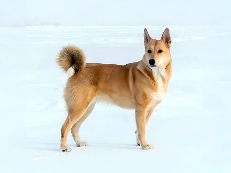 Canaan Dog: Desert Survivor with Ancient Wisdom