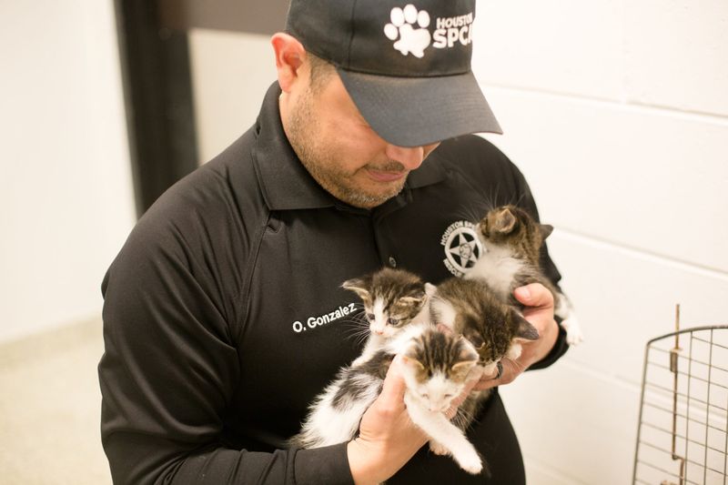 Prohibition on Shooting Stray Animals