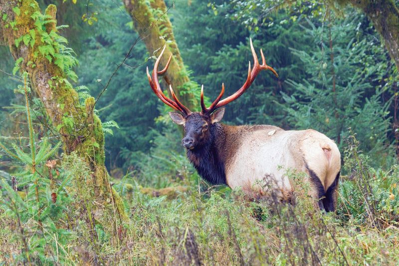 Magnificent Roosevelt Elk