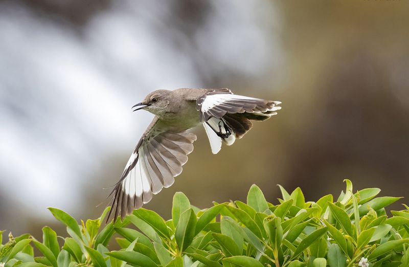 Northern Mockingbird – The Midnight DJ