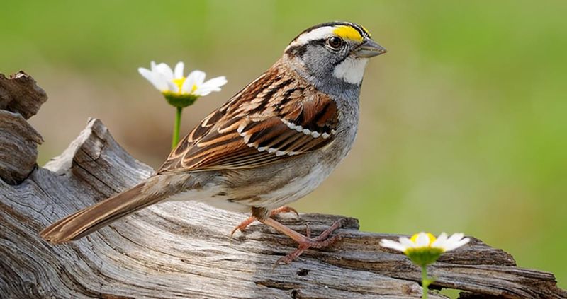 White-throated Sparrow