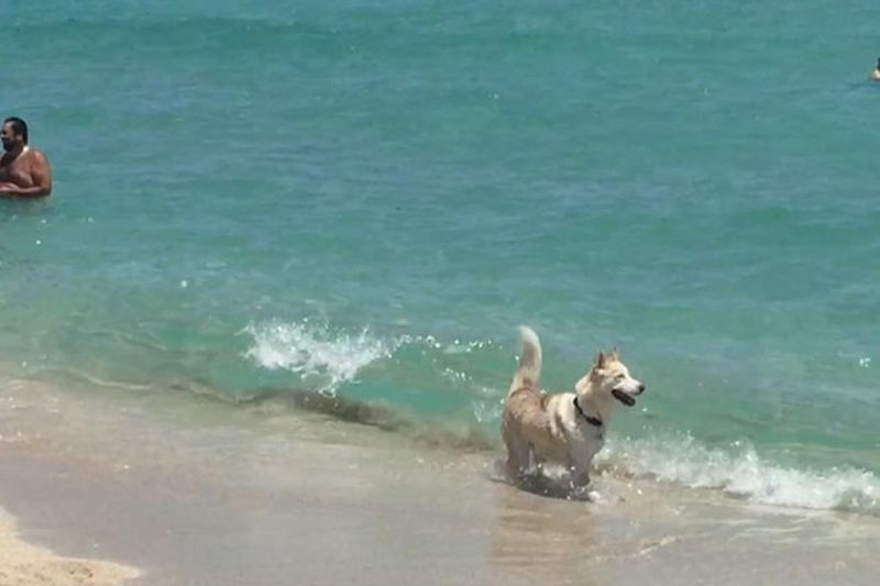Haulover Beach Dog Park – Miami