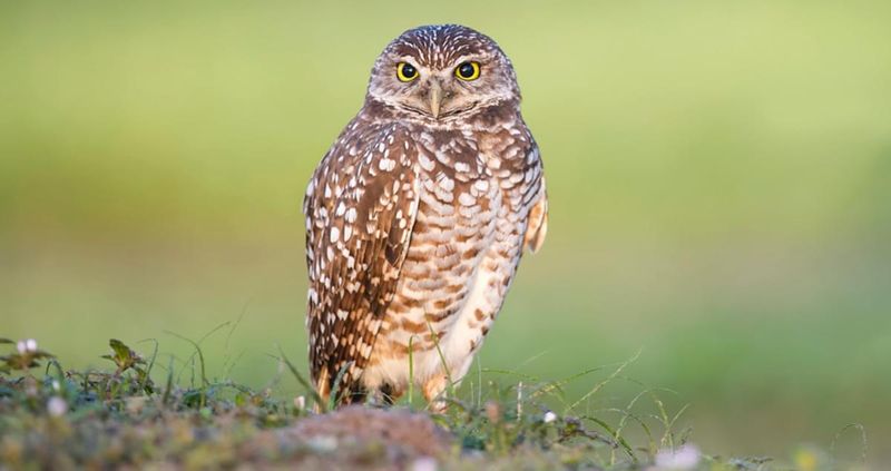 Pocket-Sized Predators Pack A Punch