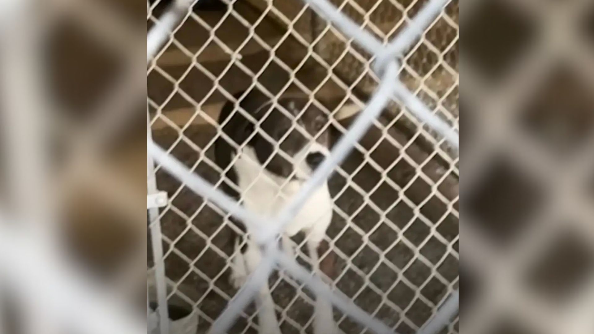 Deaf Dog Forgotten During California Shelter Fire Evacuation, Then A Miracle Happens