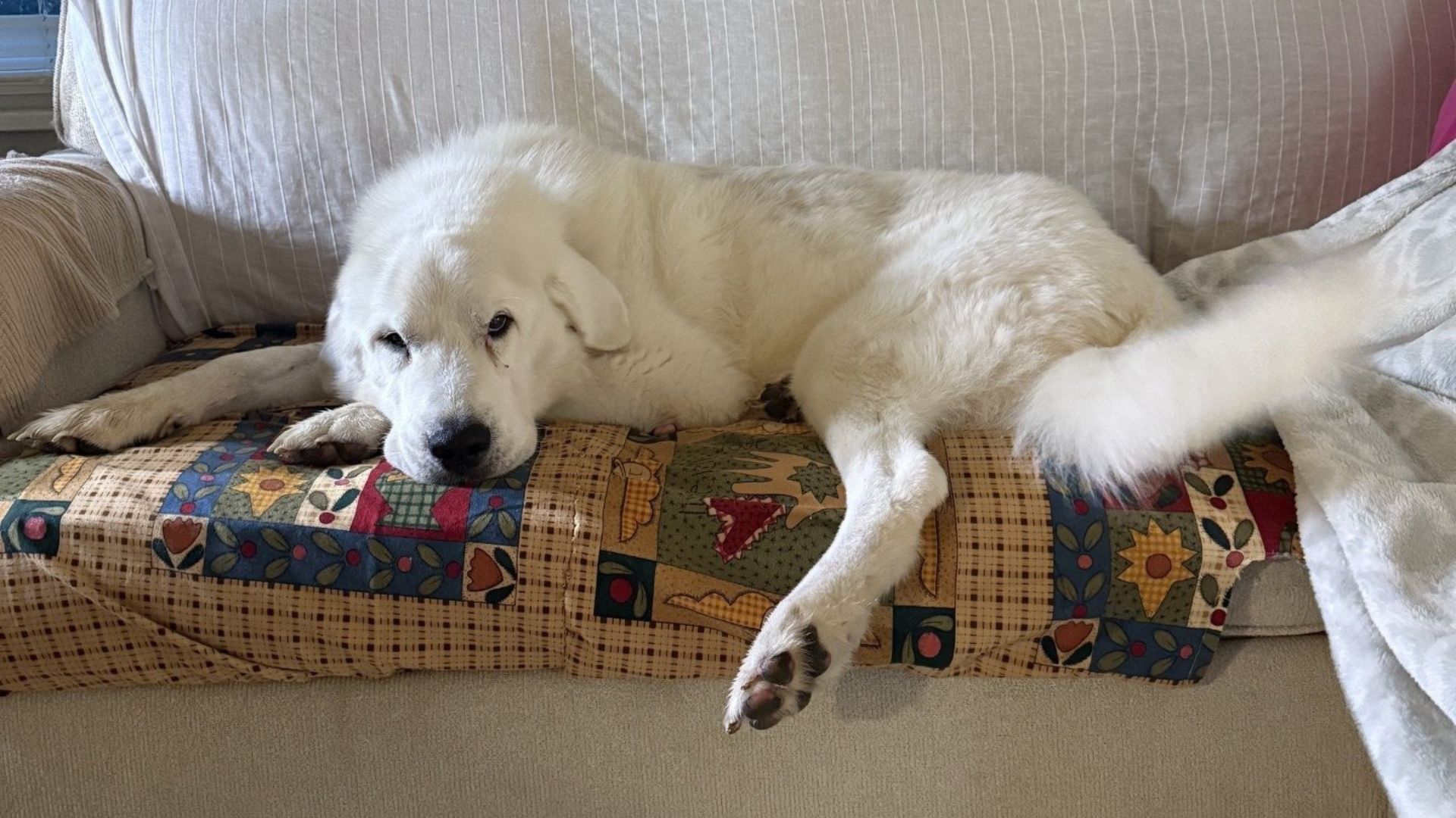deceptive dog