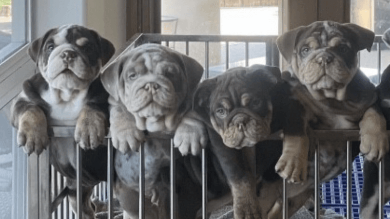 Backyard Breeding Practices