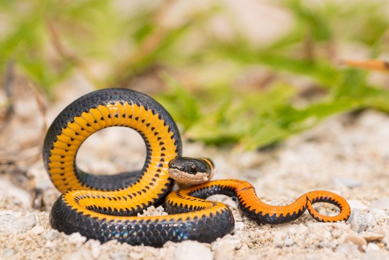 Northern Ring-necked Snake: The Secretive Gem