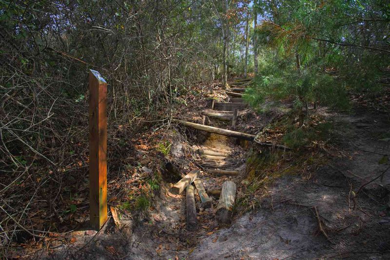 Florida: Sunshine State's Surprising Chipmunk Residents