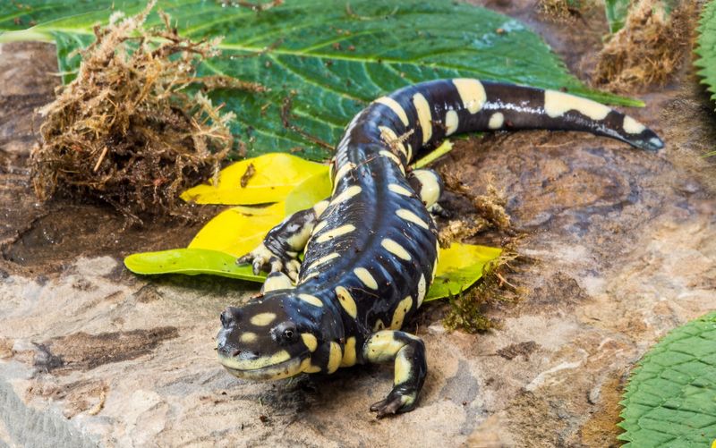 California Tiger Salamander: Underground Survivor
