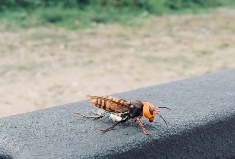 Hornets, Bees, and Wasps: The Airborne Armada