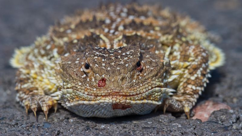 Short-Horned Lizard: The Desert's Living Pincushion