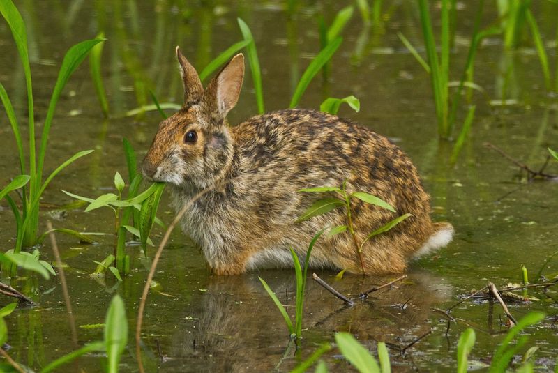 Swamp Rabbit: The Swimming Bunny of East Texas Wetlands