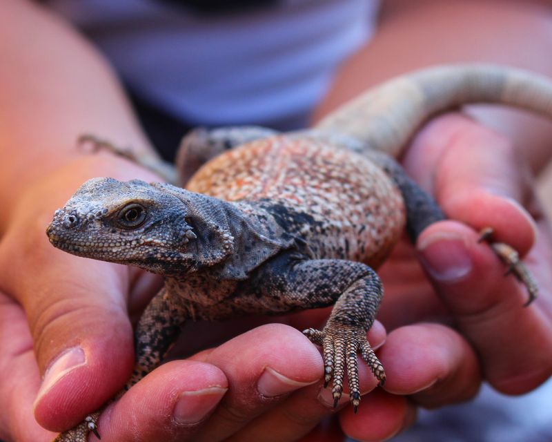 Chuckwalla: The Inflatable Rock-Dweller
