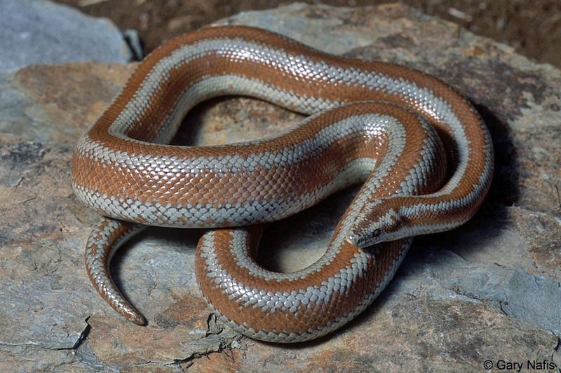 Rosy Boa: The Desert's Gentle Giant
