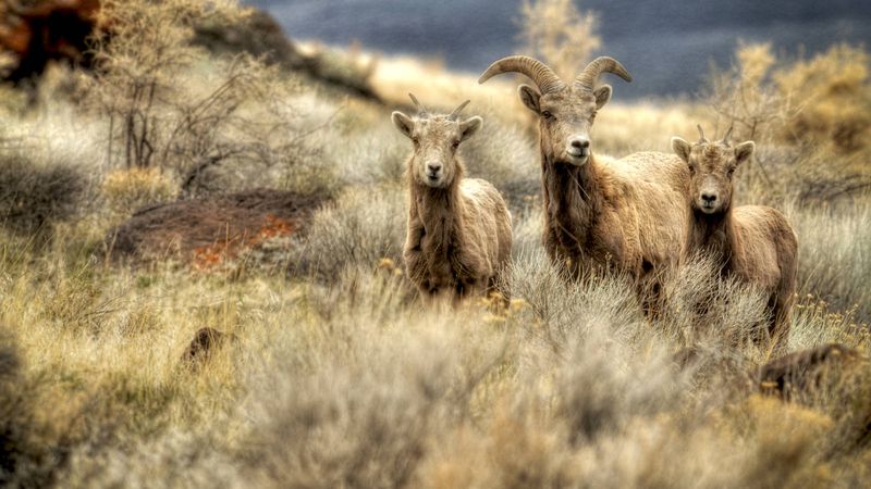 Bighorn Sheep: John Day Fossil Beds National Monument