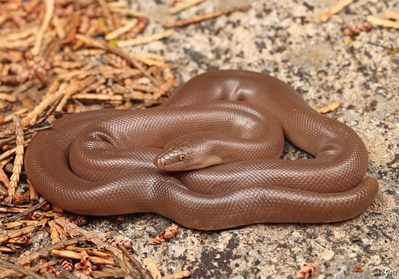 Southern Rubber Boa: The Forest Phantom