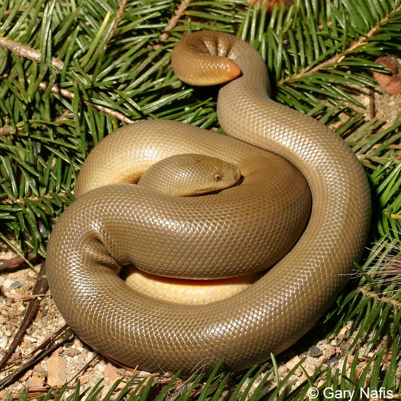 Northern Rubber Boa