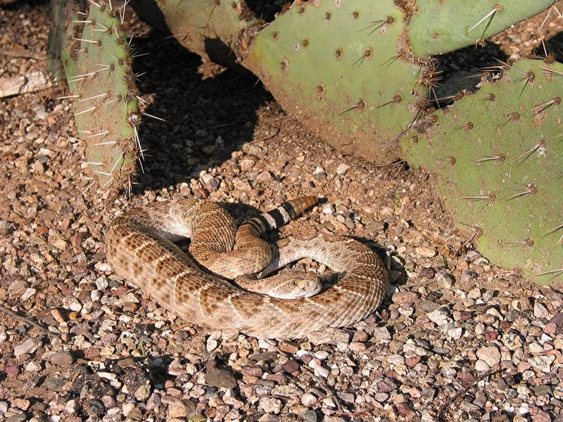 Western Diamondback Rattlesnake: The Desert's Warning System