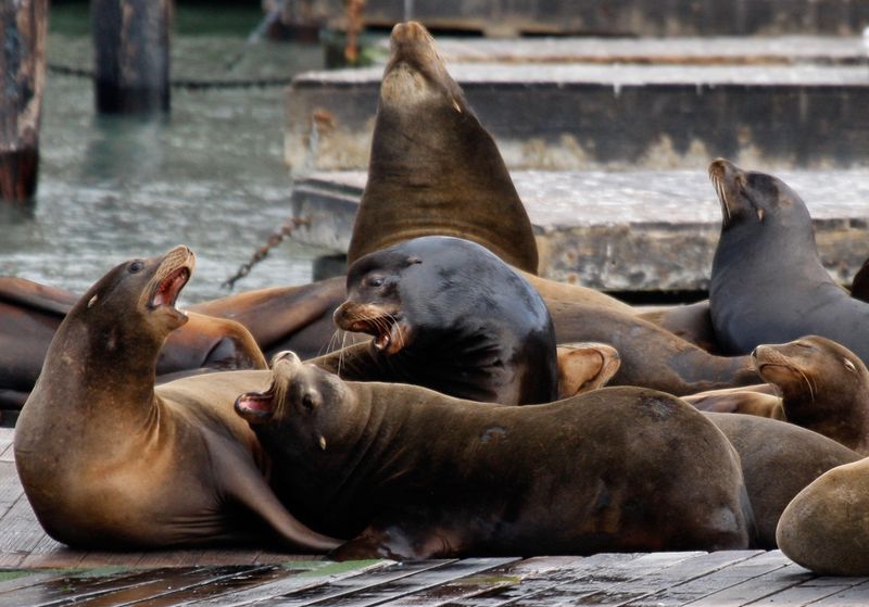 California Sea Lion: Coastal Comedians