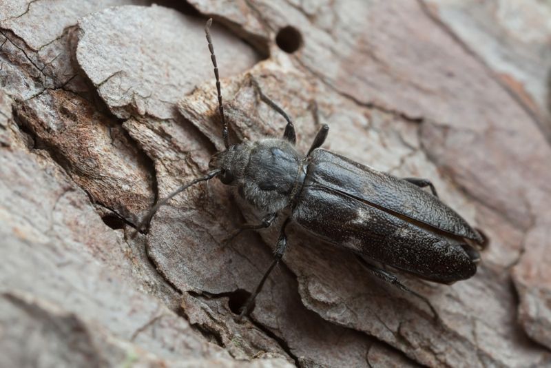 Structural-Damaging Wood-Boring Beetles