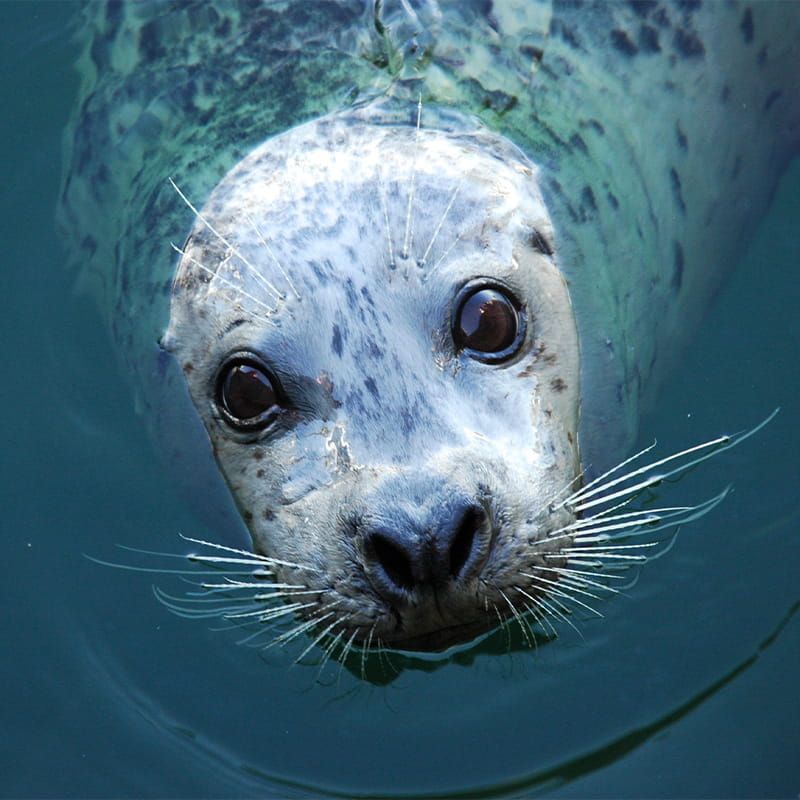 Playful Harbor Seals