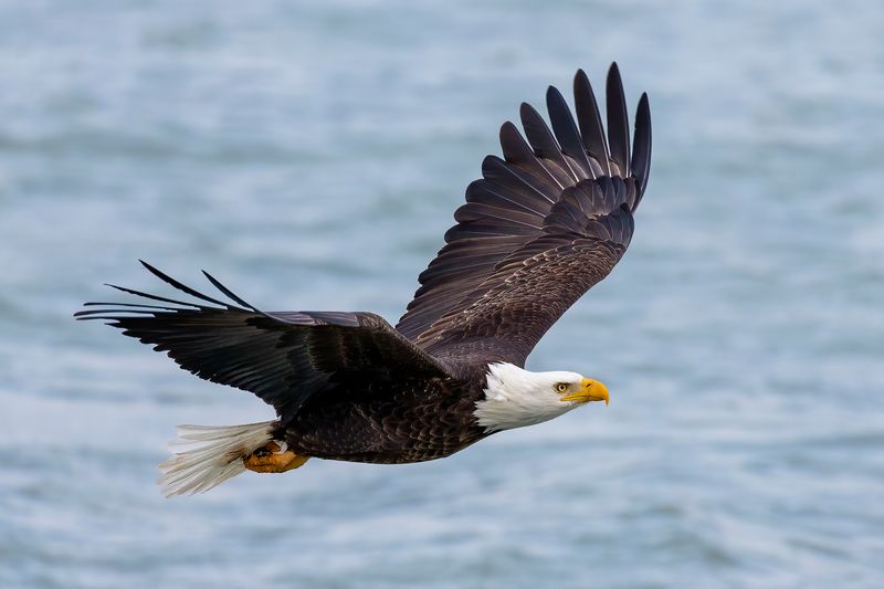 Bald Eagles: America's Symbol Returns to NYC