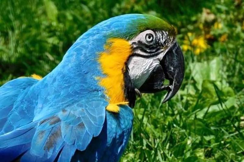 Magnificent Macaws: Rainbow Giants Of The Parrot World