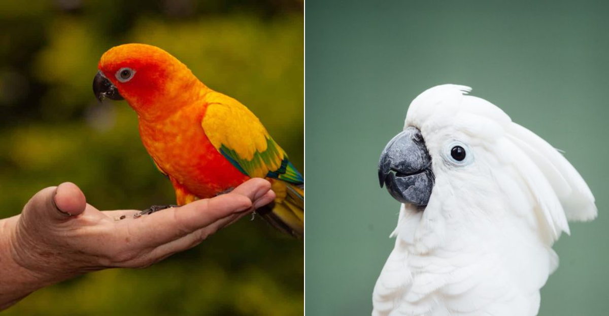 Discover 8 Exotic Parrots You Can Legally Keep In Utah And Where To Buy Them