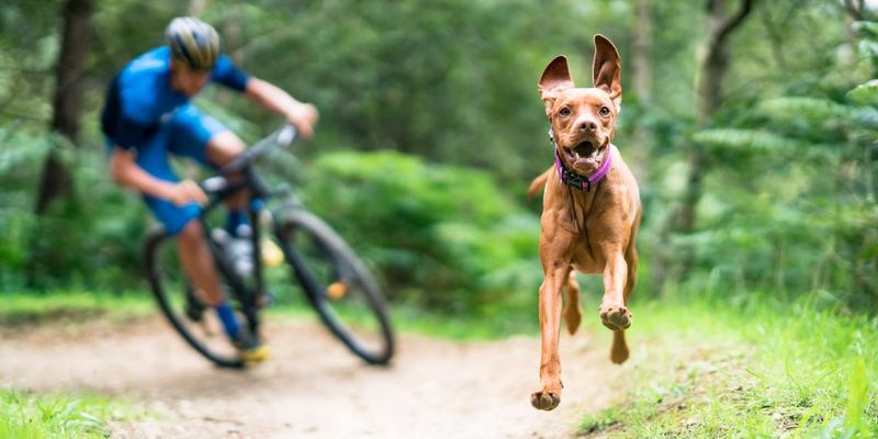 Vizsla: The Velcro Companion For Desert Adventures