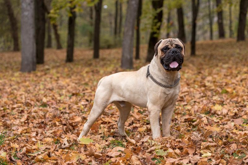 Bullmastiff: The Gentle Giant With Surprising Speed