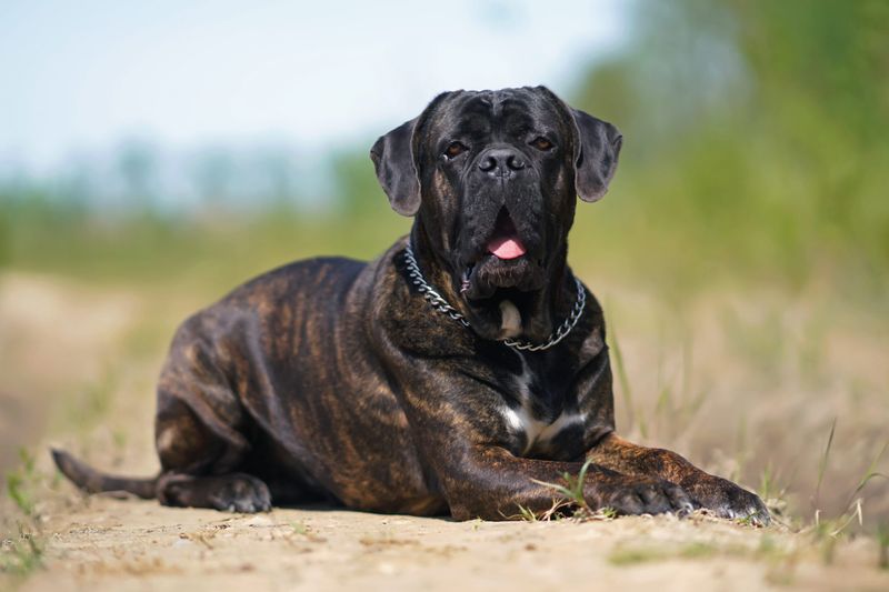 Cane Corso: The Regal Protector