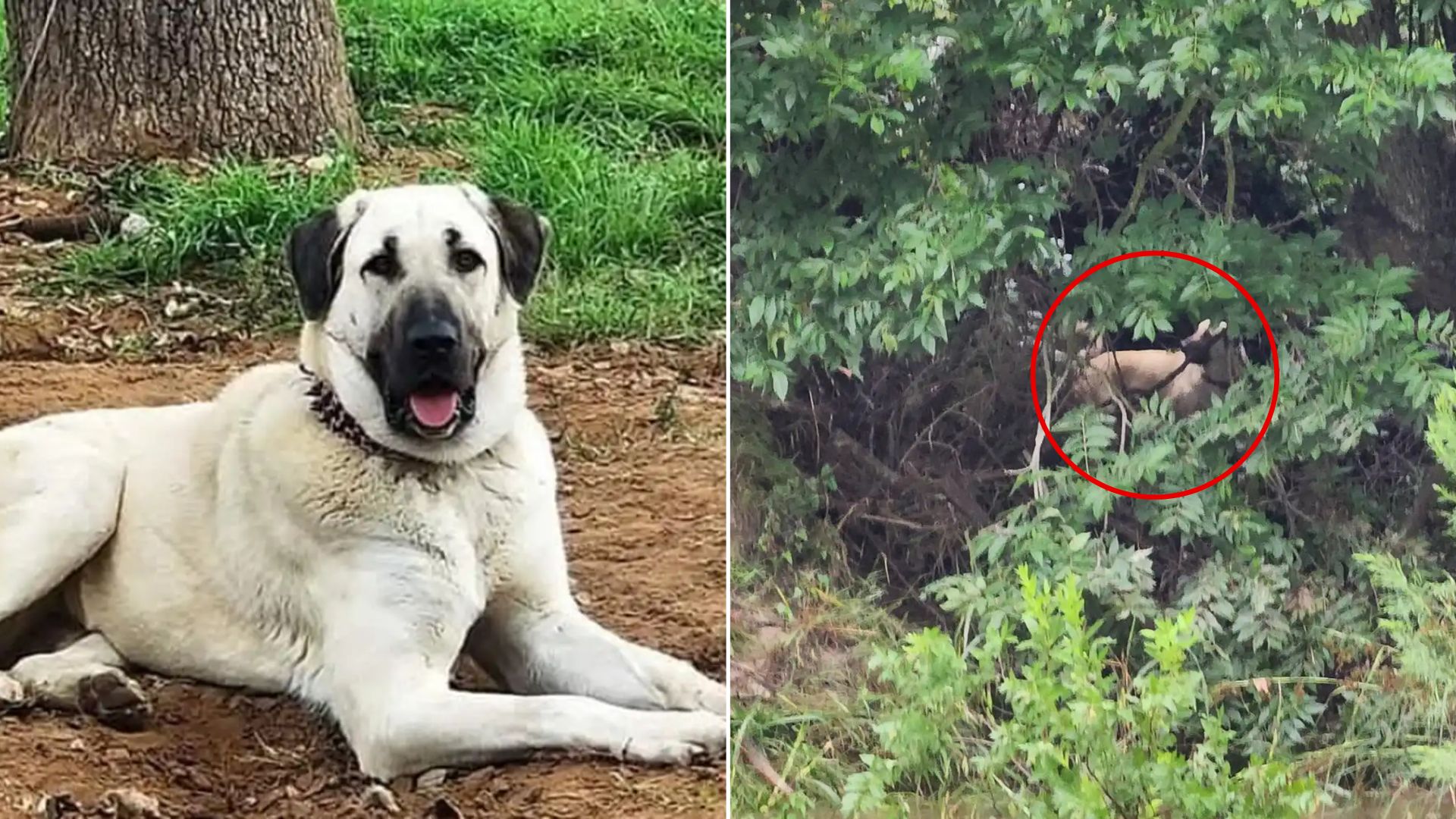 Dog Believed Lost Forever After 16 Hours In Flooded Gully Is Found Alive On Texas Ranch