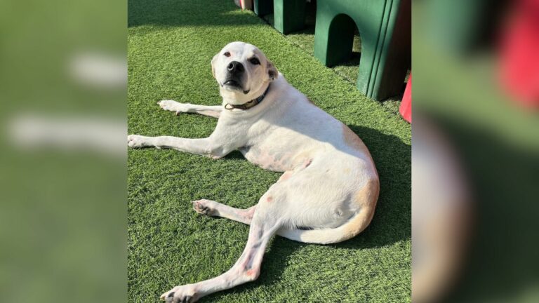 dog laying down