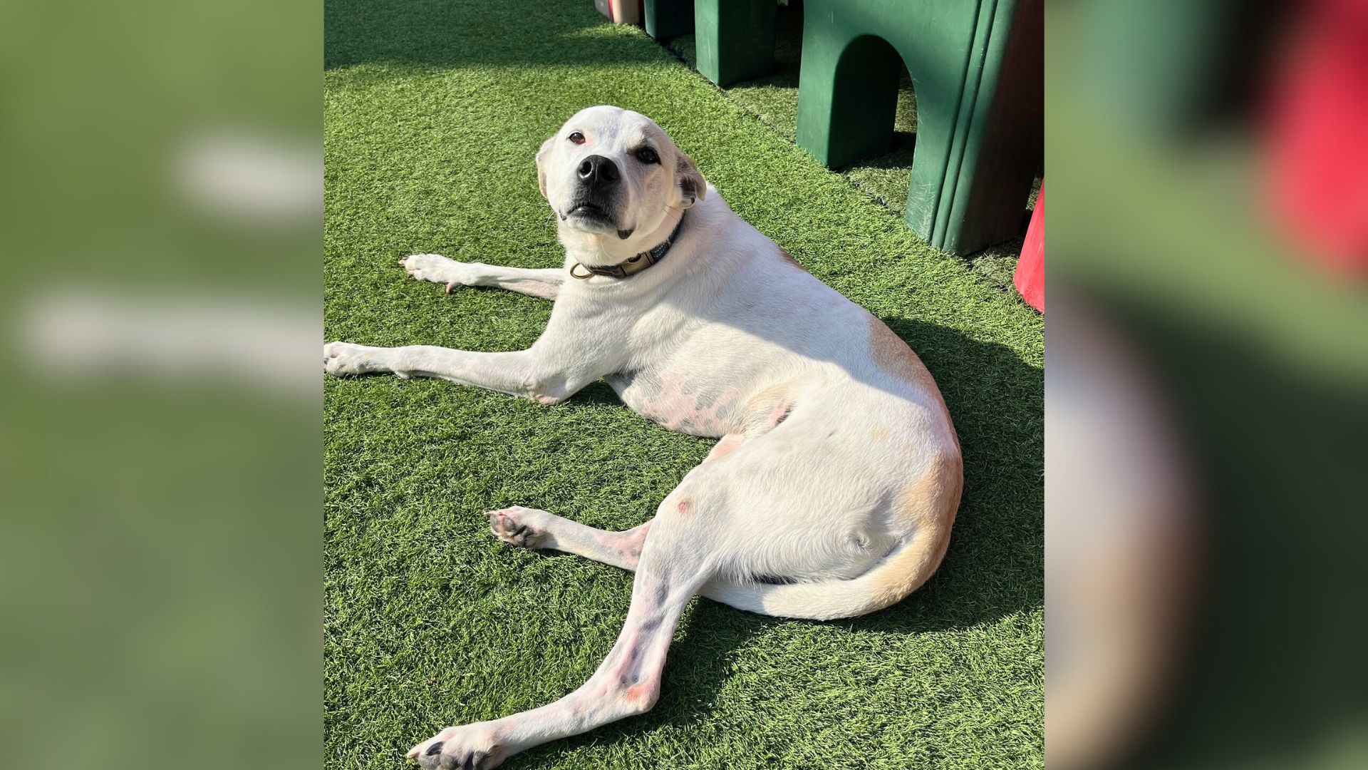 Dog Born In California Shelter Returned 3 Times So Far, But Still Hopes To Find His Ideal Family
