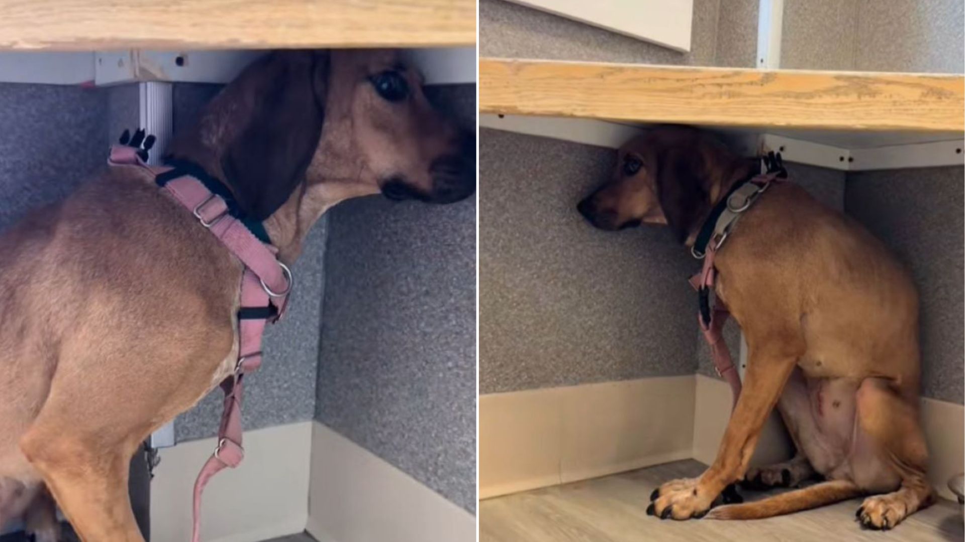 Dog Can’t Stop Staring At The Wall, West Virginia Rescuers Soon Discover Heartbreaking Reason
