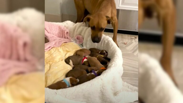 Mother dog and puppies