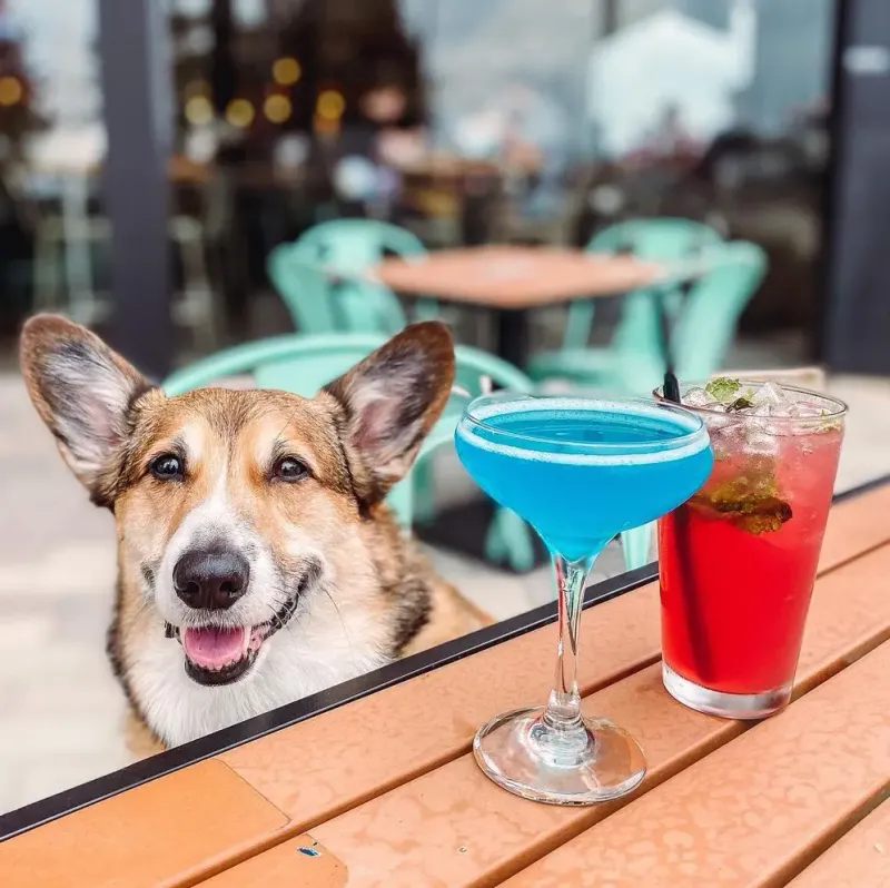 Pet-Friendly Dining