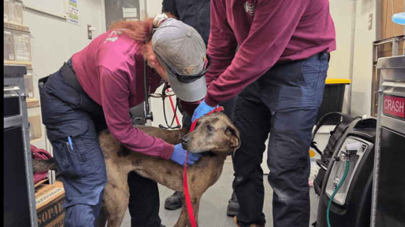 Comprehensive Veterinary Services