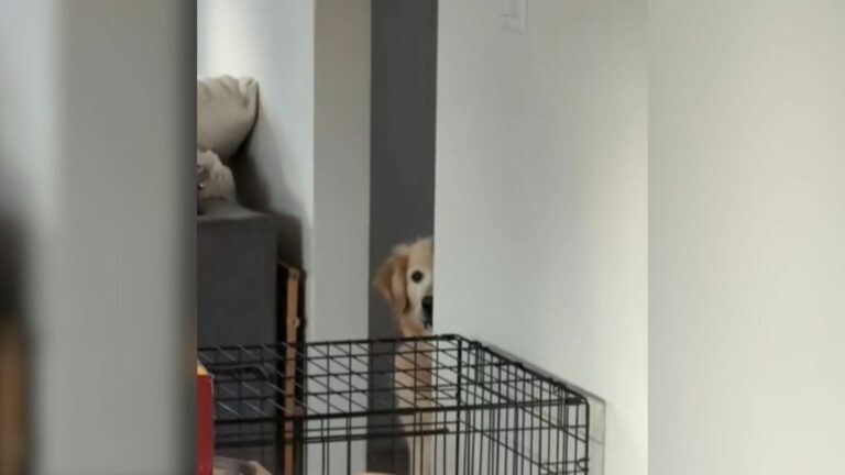 Scared dog