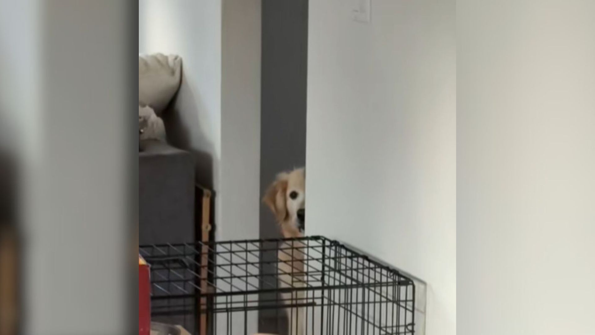 Scared dog