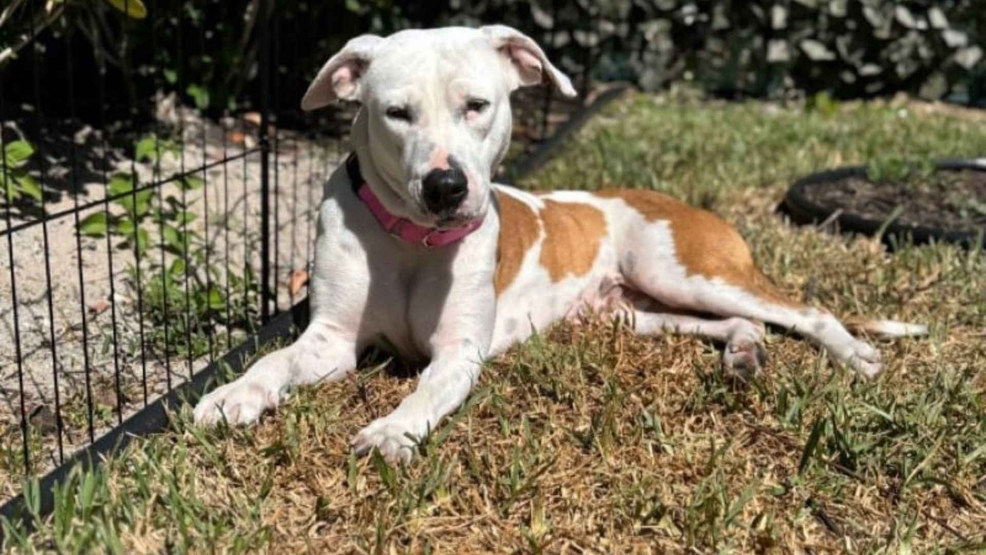 Dog From Florida Was Shut Down After Being Abandoned, Until She Met Someone Who Changed Everything