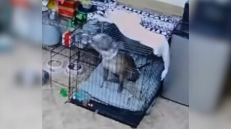 dog in crate