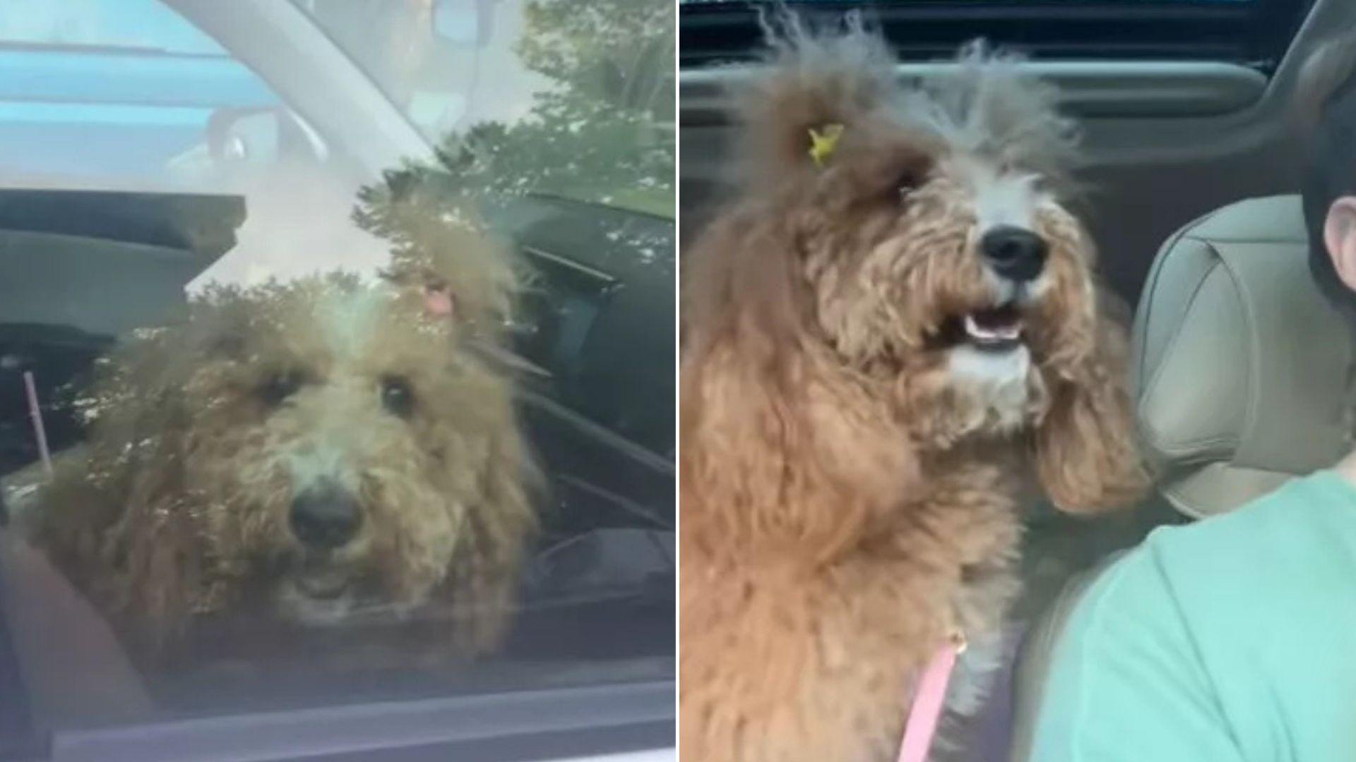 Dog From Utah Realized His Owner Is Taking Her To See Grandma And Her Reaction Is Priceless