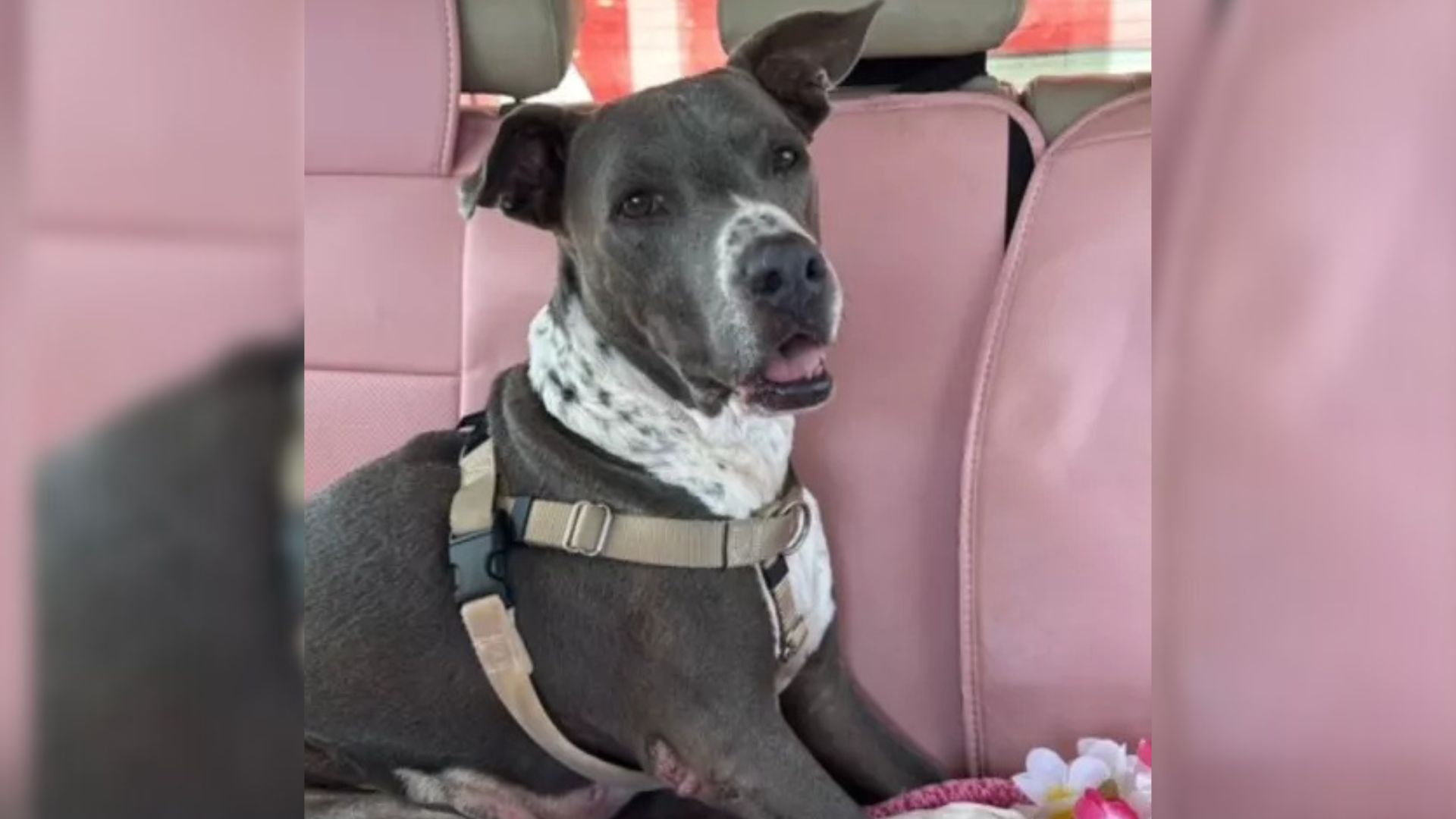 Dog In Final Stage Of Illness Spends 791 Days In Hawaii Rescue Until A Woman Shows Up