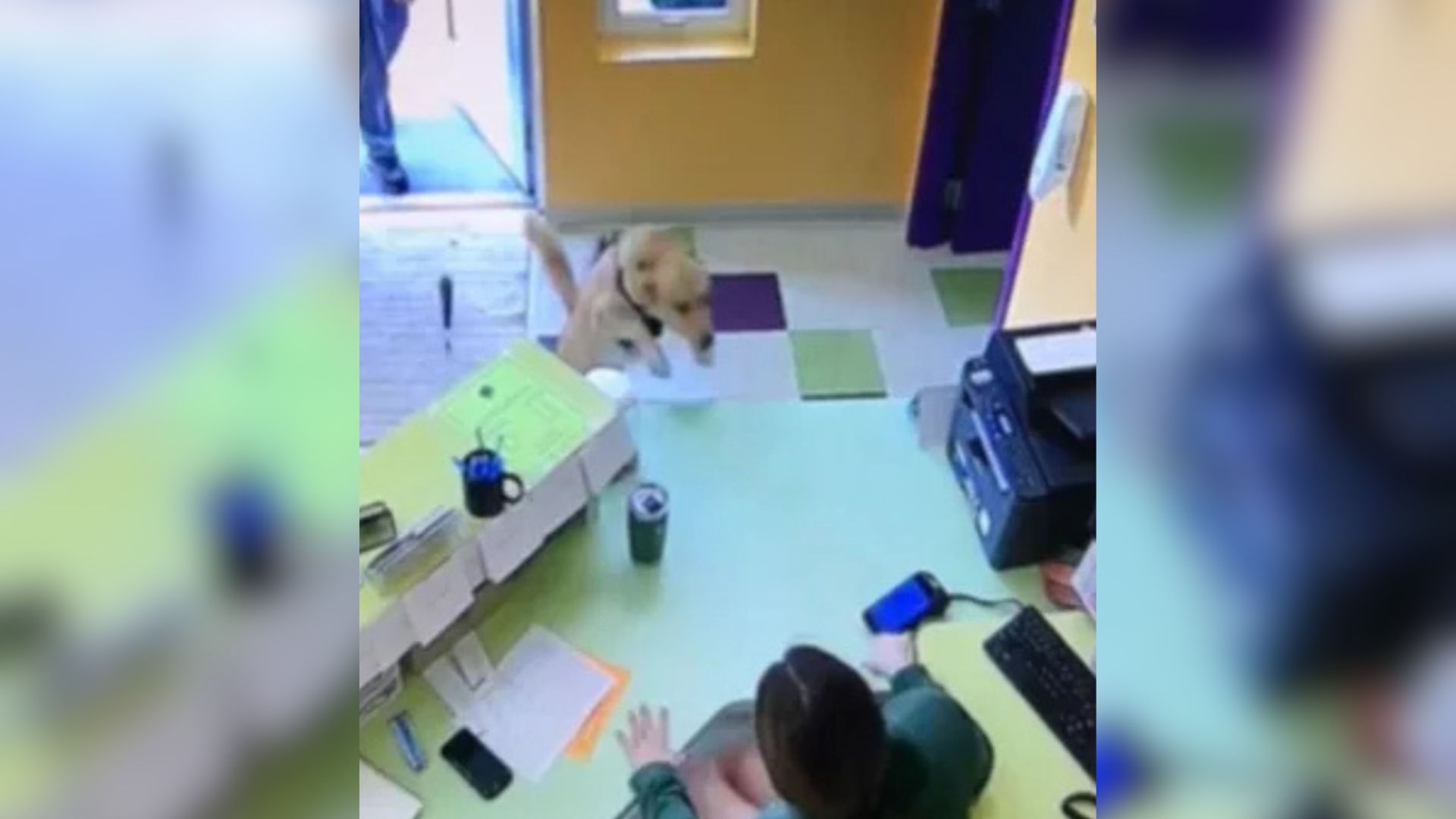 dog in daycare