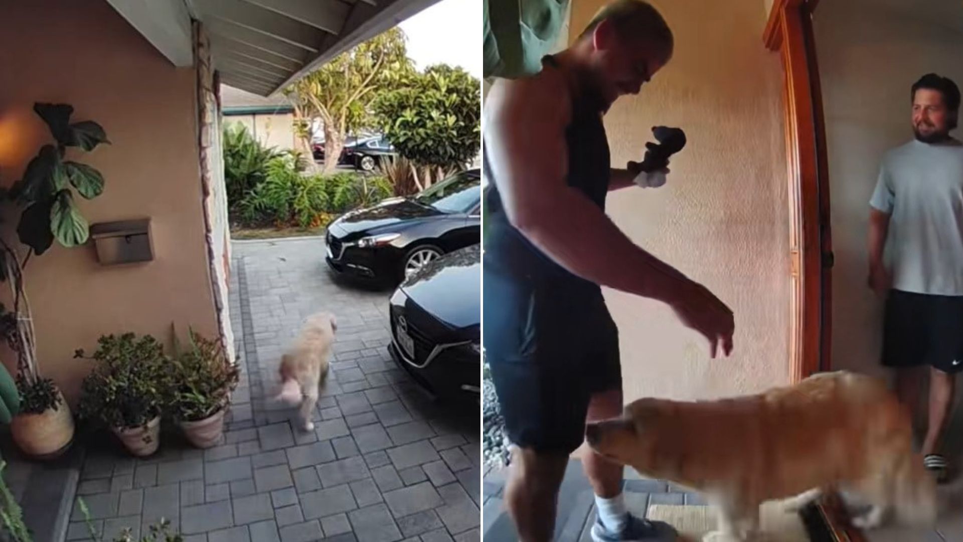 owner and dog
